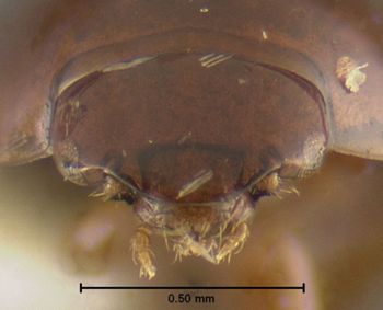 Media type: image;   Entomology 32002 Aspect: head frontal view